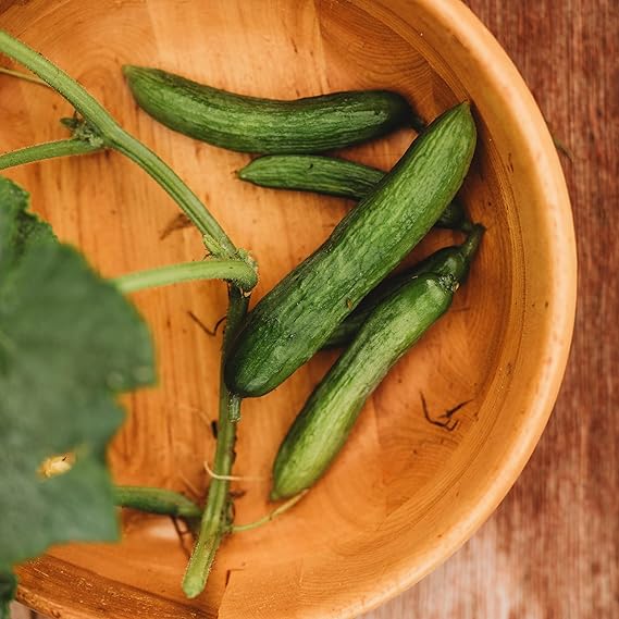Persian Beit Alpha Cucumber Seeds – Crisp and Sweet, Perfect for Snacking, Non - GMO - Dharaseeds