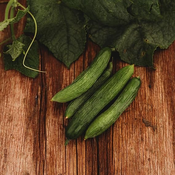 Persian Beit Alpha Cucumber Seeds – Crisp and Sweet, Perfect for Snacking, Non - GMO - Dharaseeds
