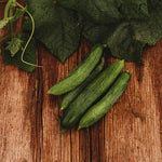 Persian Beit Alpha Cucumber Seeds – Crisp and Sweet, Perfect for Snacking, Non - GMO - Dharaseeds
