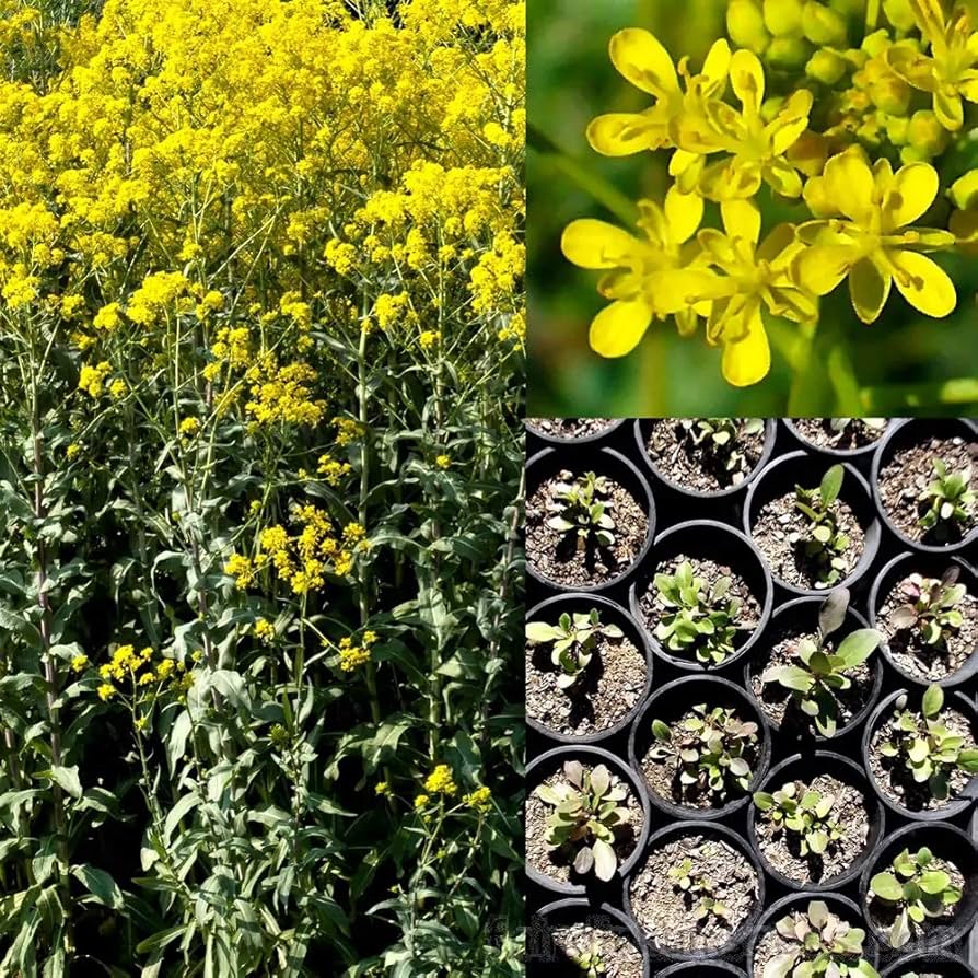 Persimmon Diospyros kaki seeds for planting in backyard gardening