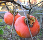 Persimmons Orange Tomato Seeds – Sweet, Low - Acid Tomato with Persimmon Hue - Dharaseeds