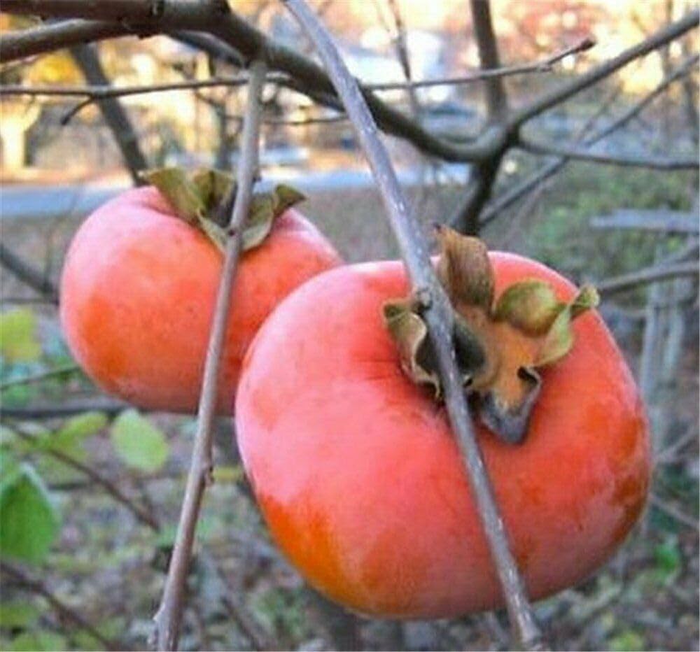 Persimmons Orange Tomato Seeds – Sweet, Low - Acid Tomato with Persimmon Hue - Dharaseeds