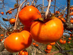 Persimmons Orange Tomato Seeds – Sweet, Low - Acid Tomato with Persimmon Hue - Dharaseeds