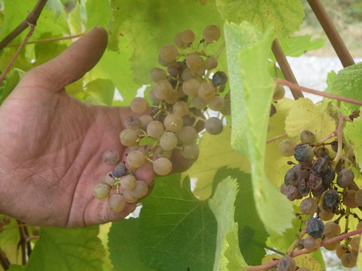 Petit Manseng Grape (Vitis vinifera) – Elegant White Wine Grape for Rich and Complex Flavors