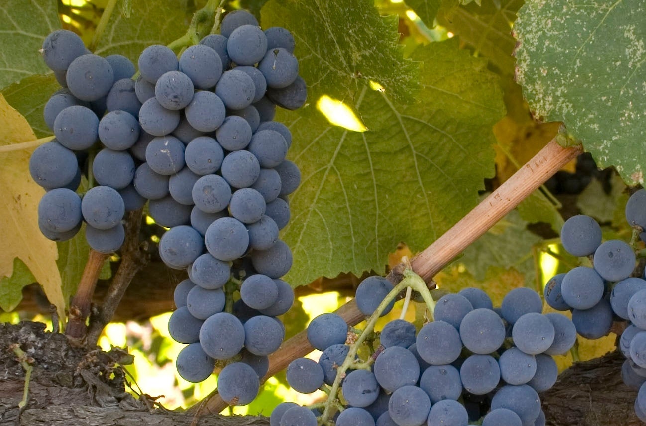 Petit Rouge Grape (Vitis vinifera) – Sweet and Compact Red Wine Grape Variety