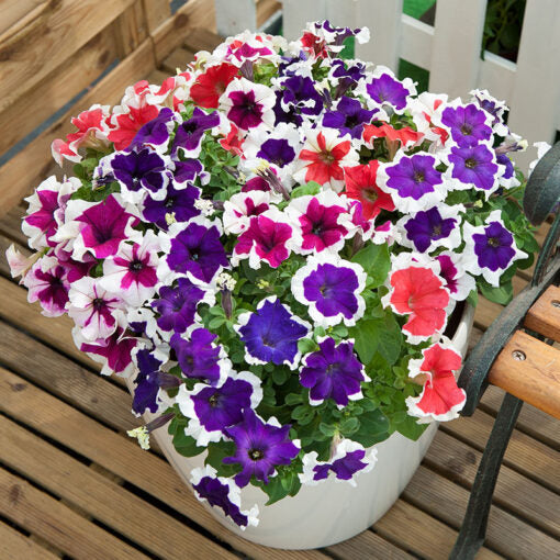 Petunia Hulahoop F1 Hybrid Imported heirloom non-gmo organic garden seeds