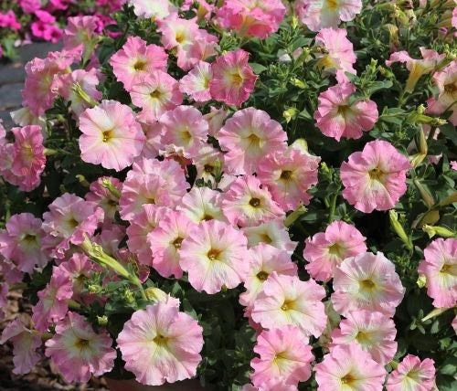 Petunia Alenka Imported heirloom non-gmo organic garden seeds