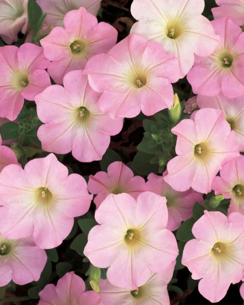 Petunia Apple Blossom Imported heirloom non-gmo organic garden seeds