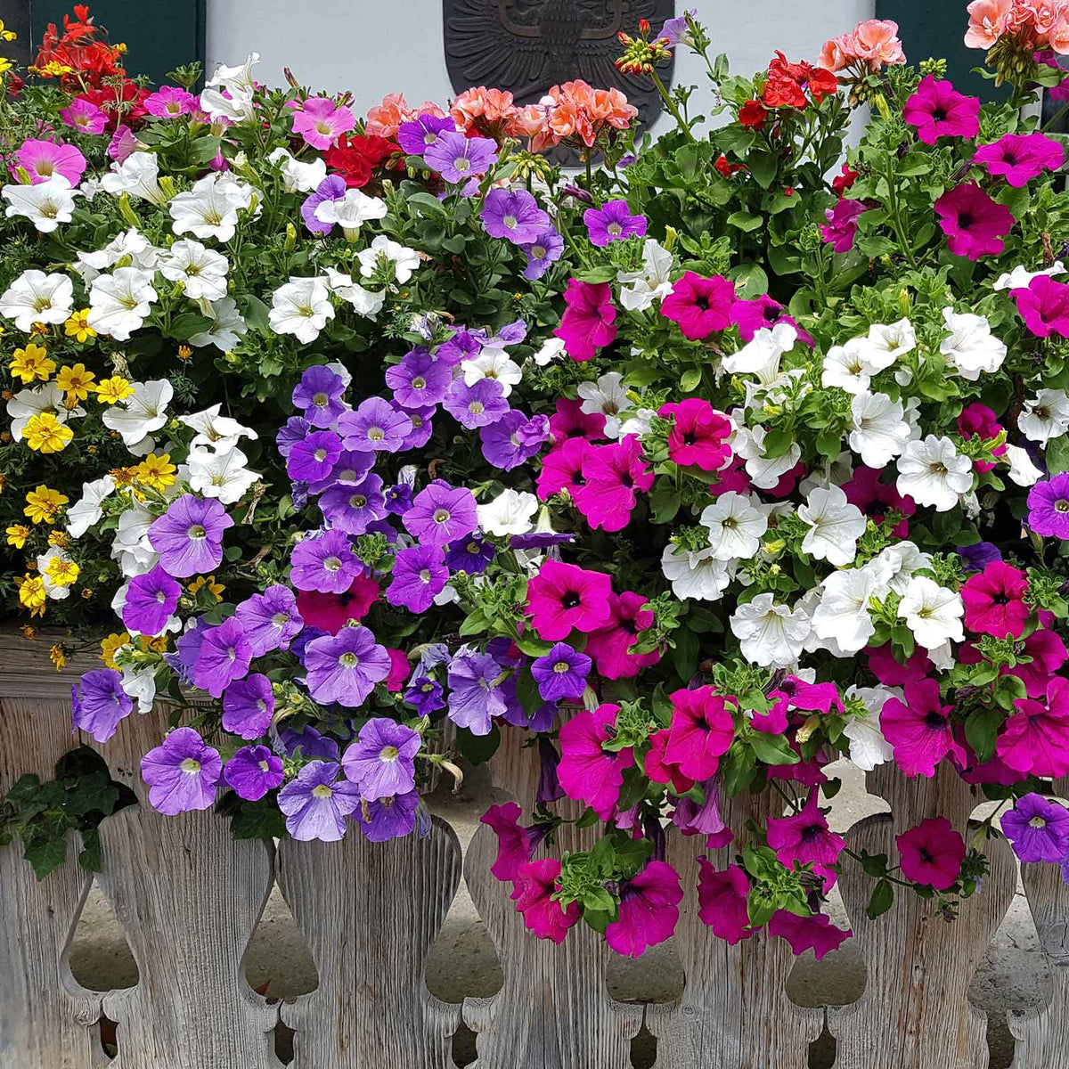 Petunia Multiflora Nora Flower Seeds, Abundant Blooms for Hanging Baskets and Beds