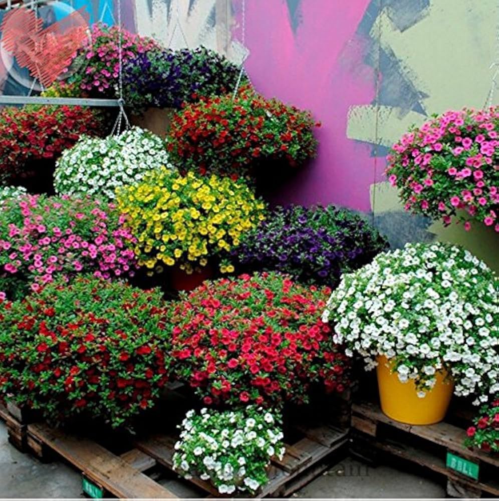 Petunia ‘Best Yet’ Salmon Chiffon seeds – premium pelleted flowering variety - Dharaseeds