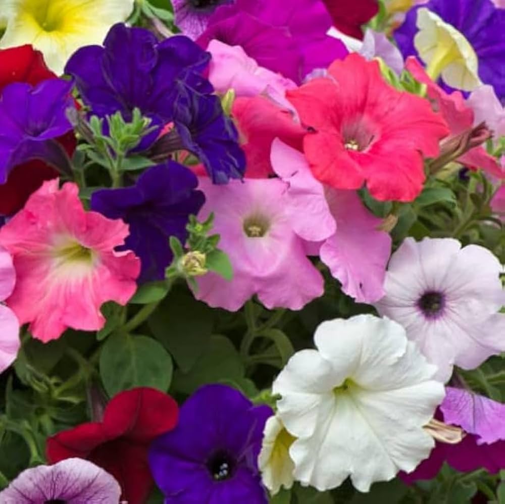 Petunia ‘Best Yet’ Salmon Chiffon seeds – premium pelleted flowering variety - Dharaseeds