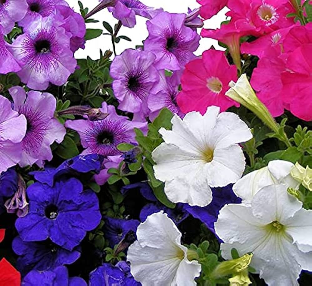 Petunia ‘Best Yet’ Salmon Chiffon seeds – premium pelleted flowering variety - Dharaseeds