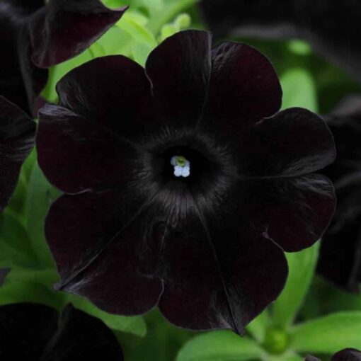 Petunia Blackcherry Hybrid Pelleted heirloom non-gmo organic garden seeds