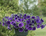 Petunia Blue Picotee Imported heirloom non-gmo organic garden seeds