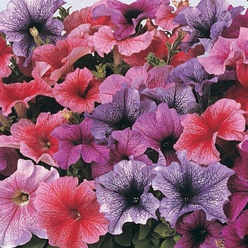 Petunia Daddy Imported heirloom non-gmo organic garden seeds