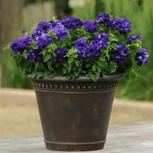 Petunia Double Blue Imported heirloom non-gmo organic garden seeds