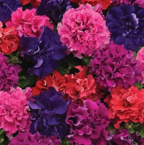 Petunia Double Bold Hybrid heirloom non-gmo organic garden seeds