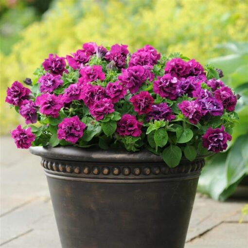 Petunia Double Burgundy Imported heirloom non-gmo organic garden seeds