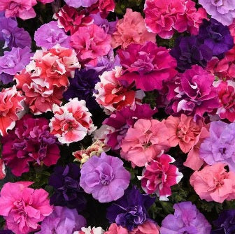 Petunia Double Duo Hybrid Imported48 heirloom non-gmo organic garden seeds