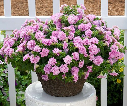 Petunia Double Pink Imported heirloom non-gmo organic garden seeds