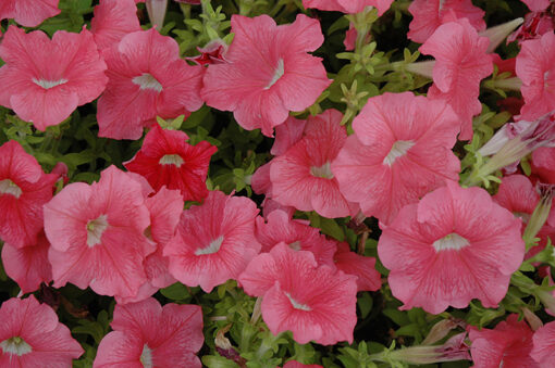 Petunia Dream Salmon Imported heirloom non-gmo organic garden seeds