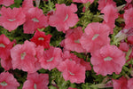 Petunia Dream Salmon Imported heirloom non-gmo organic garden seeds