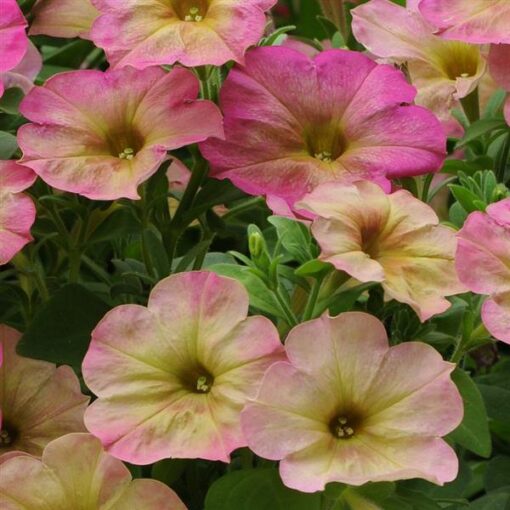 Petunia Dusty Rose Imported Pelletted heirloom non-gmo organic garden seeds