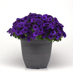 Petunia E3 Easy Wave Blue Spreading Petunia Imported Pelleted heirloom non-gmo organic garden seeds