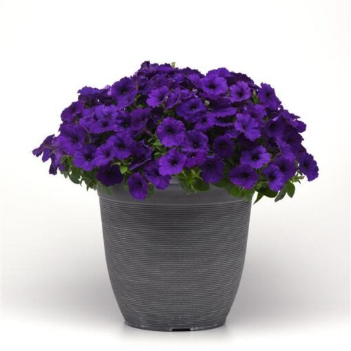 Petunia E3 Easy Wave Blue Spreading Petunia Imported Pelleted heirloom non-gmo organic garden seeds