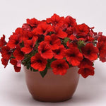 Petunia E3 Easy Wave Red Spreading Petunia Imported Pelleted heirloom non-gmo organic garden seeds