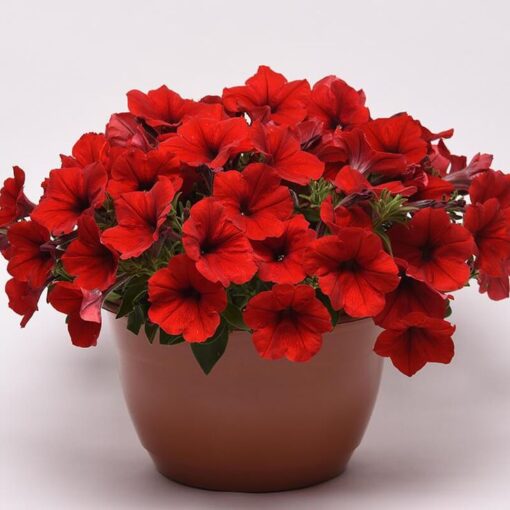 Petunia E3 Easy Wave Red Spreading Petunia Imported Pelleted heirloom non-gmo organic garden seeds