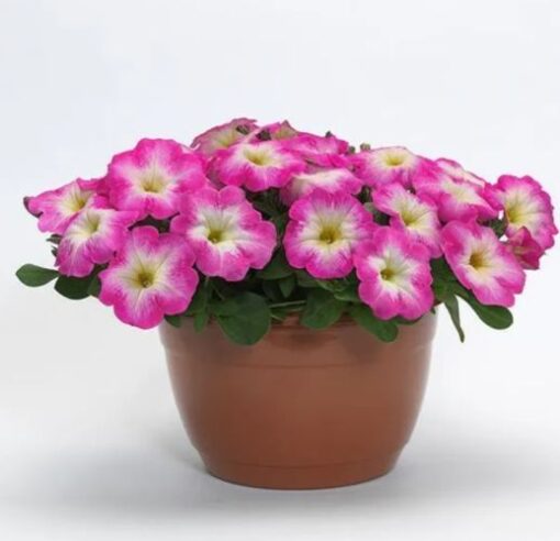 Petunia E3 Easy Wave Rose Morn Spreading Petunia Imported Pelleted heirloom non-gmo organic garden seeds