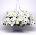 Petunia E3 Easy Wave White Spreading Petunia Imported Pelleted heirloom non-gmo organic garden seeds