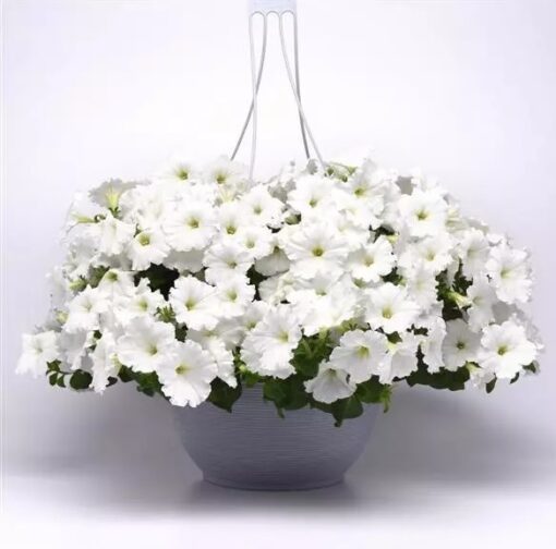 Petunia E3 Easy Wave White Spreading Petunia Imported Pelleted heirloom non-gmo organic garden seeds