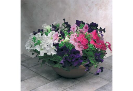 Petunia Eagle Imported heirloom non-gmo organic garden seeds