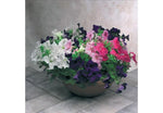 Petunia Eagle Imported heirloom non-gmo organic garden seeds
