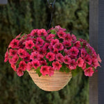 Petunia Easy Wave Berry Vellour Spreading Petunia Imported Pelleted heirloom non-gmo organic garden seeds