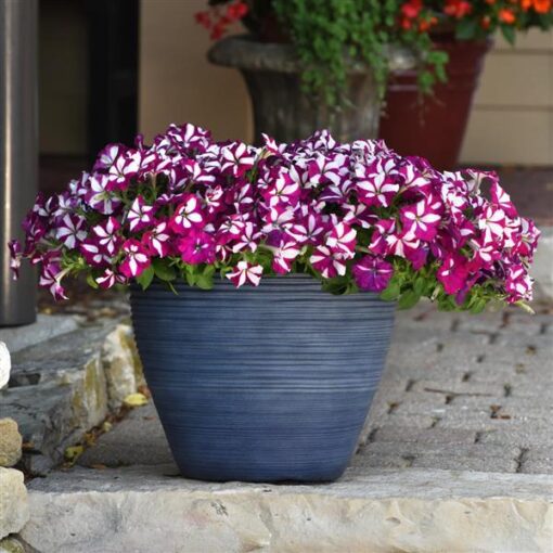 Petunia Easy Wave Burgundy Star Spreading Petunia Imported Pelleted heirloom non-gmo organic garden seeds