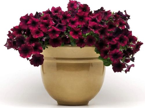 Petunia Easy Wave Burgundy Velour Spreading Petunia Imported Pelleted heirloom non-gmo organic garden seeds