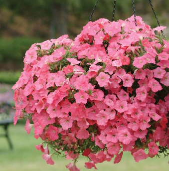 Petunia Easy Wave Coral Spreading Petunia Imported Pelleted heirloom non-gmo organic garden seeds