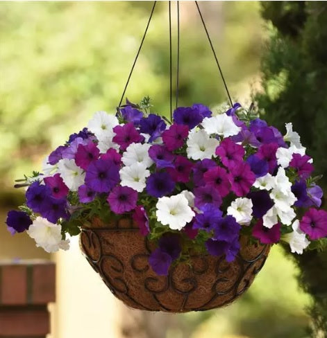 Petunia Easy Wave Spreading Petunia Imported Pelleted heirloom non-gmo organic garden seeds