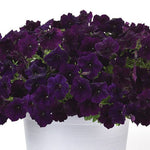 Petunia Easy Wave Navy Vellour Spreading Petunia Imported Pelleted heirloom non-gmo organic garden seeds