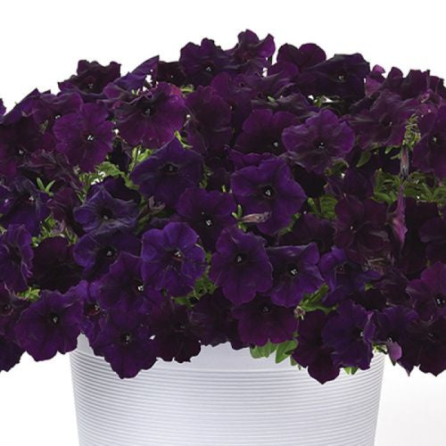 Petunia Easy Wave Navy Vellour Spreading Petunia Imported Pelleted heirloom non-gmo organic garden seeds