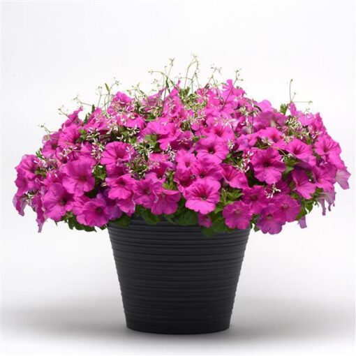 Petunia Easy Wave Neon Rose Spreading Petunia Imported Pelleted\ heirloom non-gmo organic garden seeds