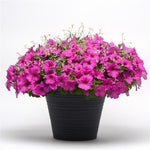 Petunia Easy Wave Neon Rose Spreading Petunia Imported Pelleted\ heirloom non-gmo organic garden seeds