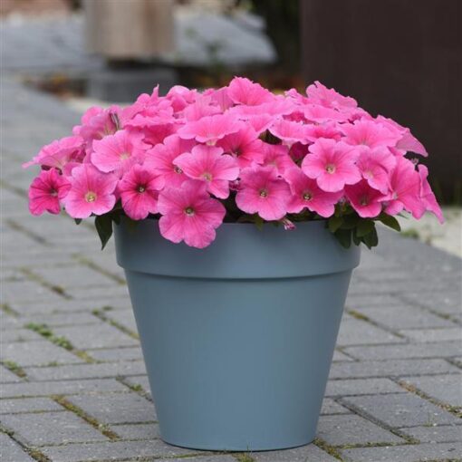 Petunia Easy Wave Pink Cosmo Spreading Petunia Imported Pelleted heirloom non-gmo garden seeds