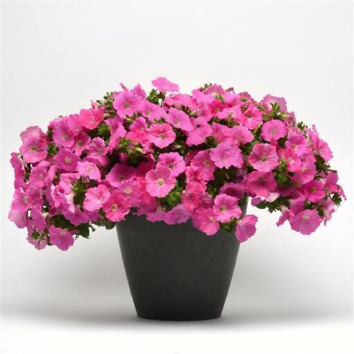 Petunia Easy Wave Pink Spreading Petunia Imported Pelleted heirloom non-gmo garden seeds
