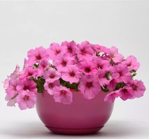 Petunia Easy Wave Pink Passion Spreading Petunia Imported Pelleted heirloom non-gmo garden seeds