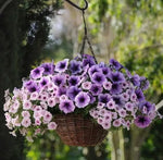 Petunia Easy Wave Plum Vein Spreading Petunia Imported Pelleted heirloom non-gmo organic garden seeds