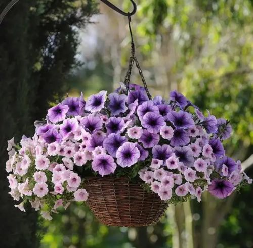 Petunia Easy Wave Plum Vein Spreading Petunia Imported Pelleted heirloom non-gmo organic garden seeds